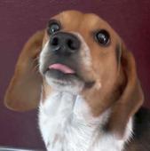 Dewey